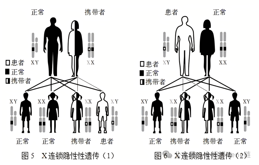 遗传病的那些事儿与 PGT - M 的 “神助攻”（二）