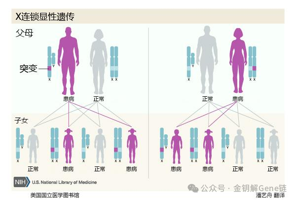 遗传病的那些事儿与 PGT - M 的 “神助攻”（一）