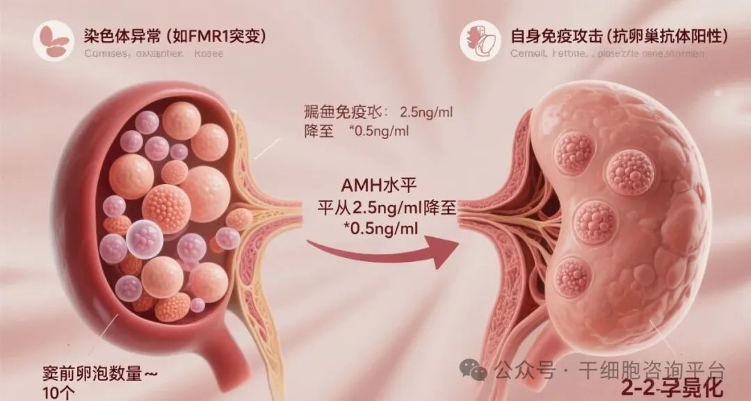 干细胞干预卵巢早衰的方案和价格表